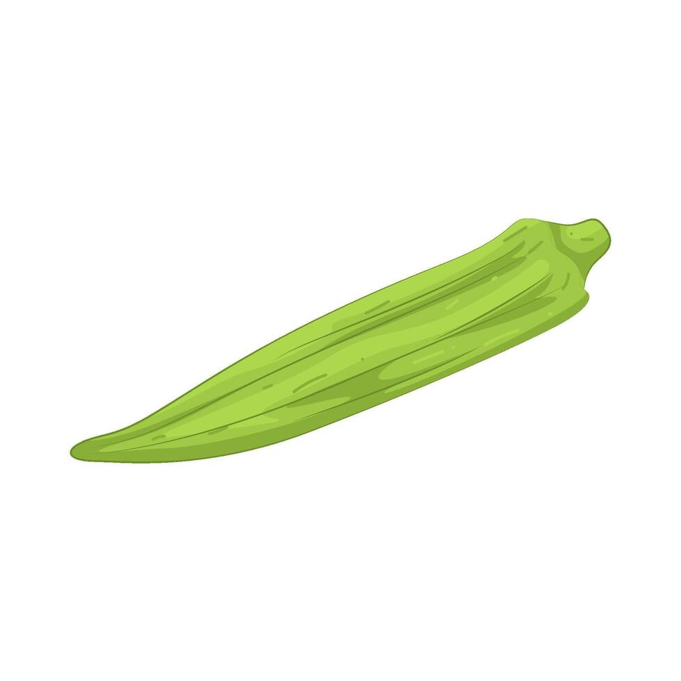 Illustration of Fresh Okra vector