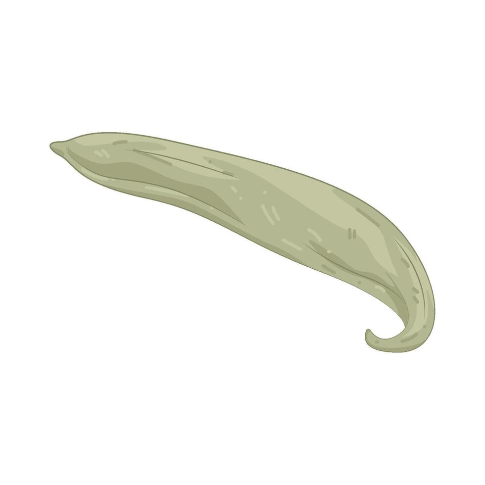 Illustration of Snake Gourd vector