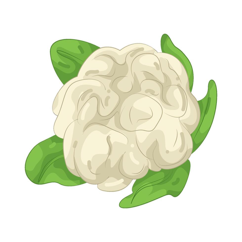 Illustration of Cauliflower vector