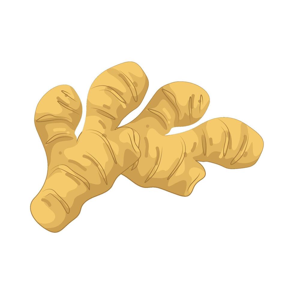 Illustration of fresh Ginger vector