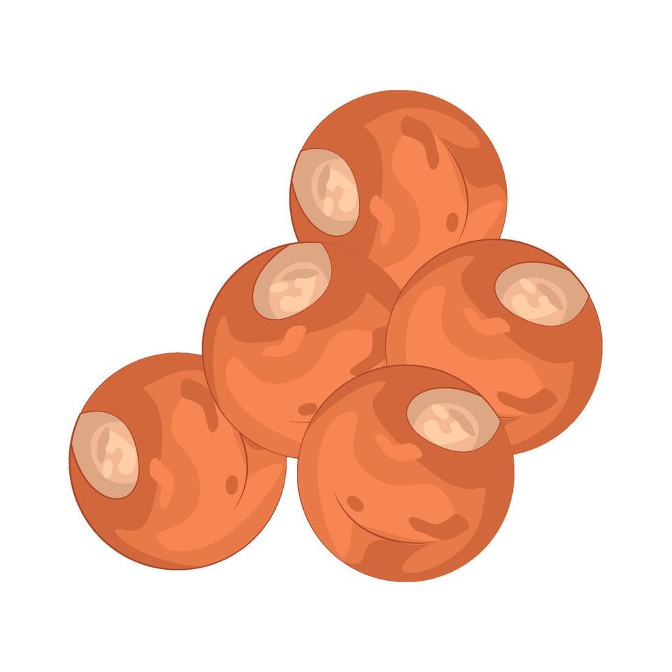 Illustration of Red Lentil vector