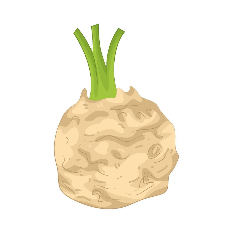 Illustration of Celeriac vector