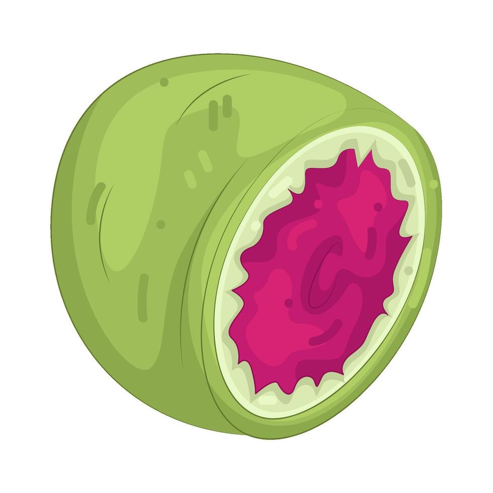 Illustration of watermelon radish vector