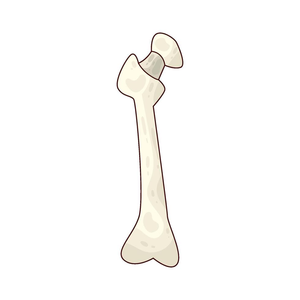 illustration of a human bone vector