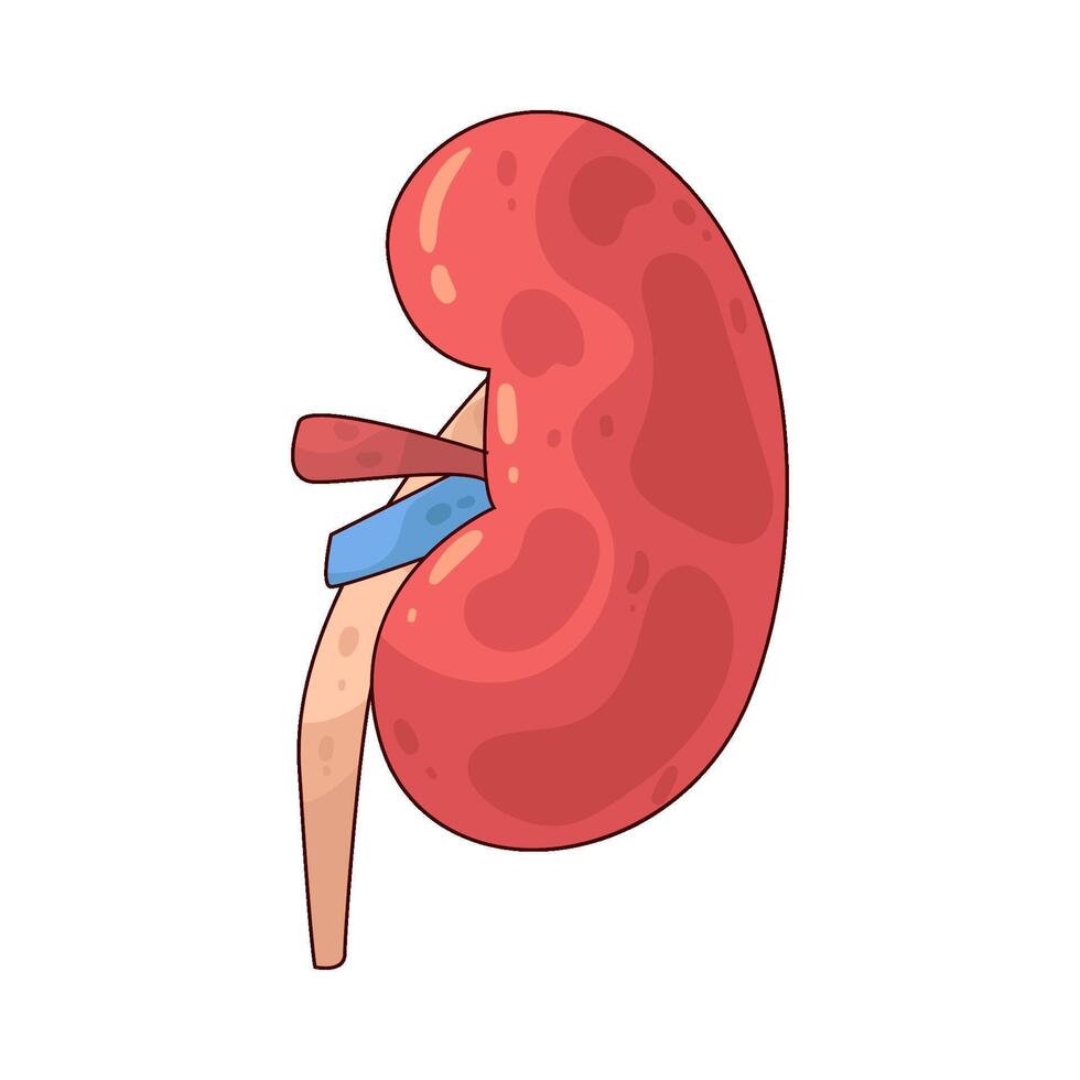illustration of a kidney vector