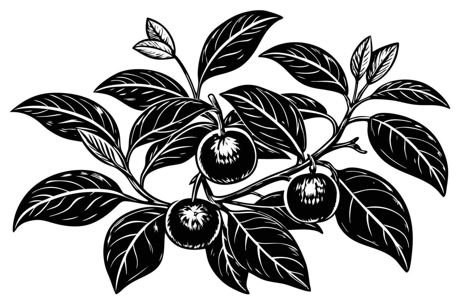 Detailed black and white illustration of a branch with leaves and fruit. vector