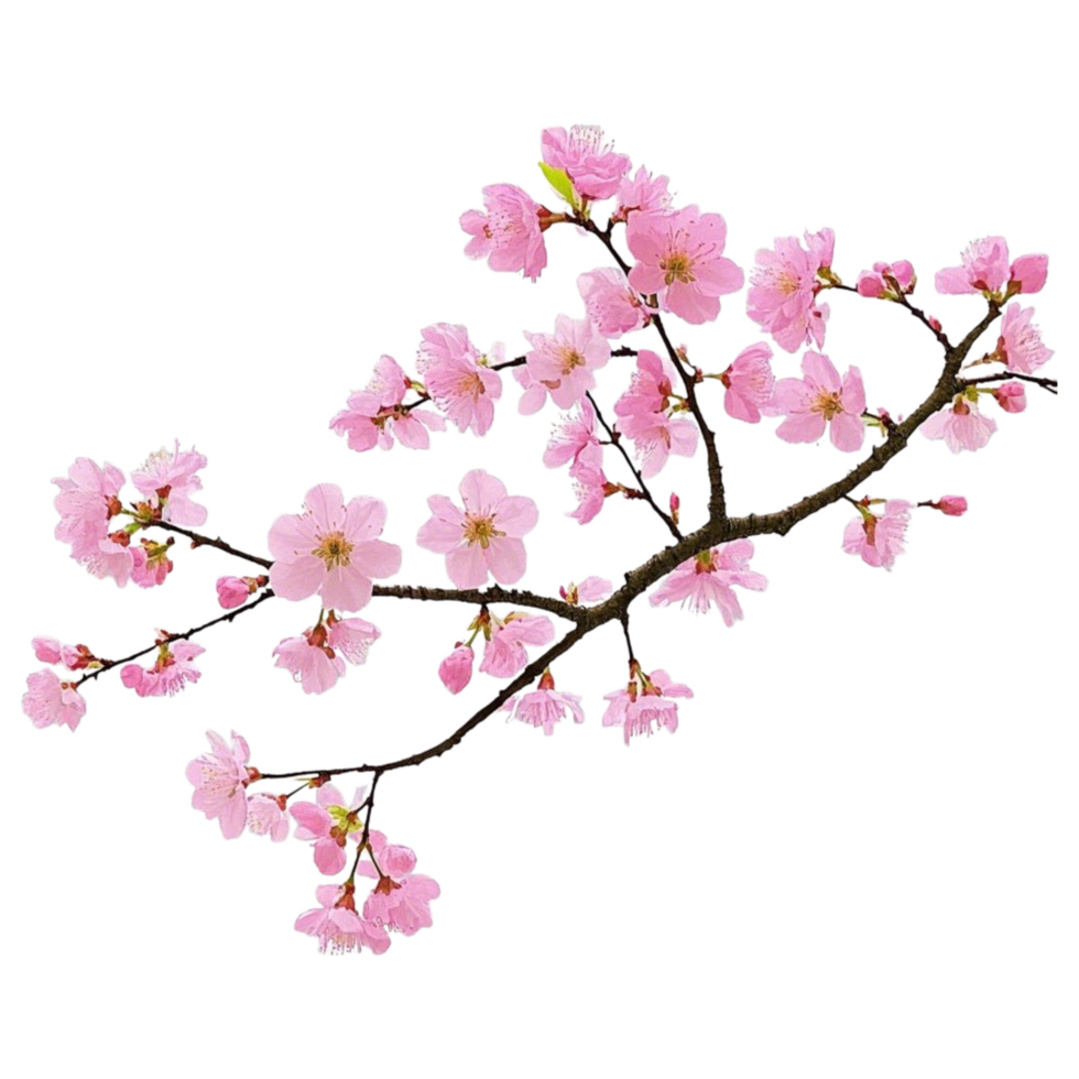 Beautiful pink cherry blossom branch isolated on Transparent background for spring floral designs and backgrounds png