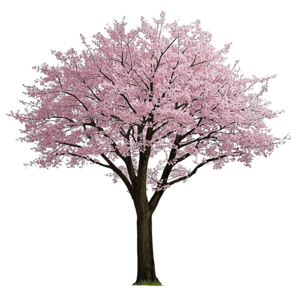 Isolated pink cherry blossom tree illustration for spring season and nature themed background design asset png