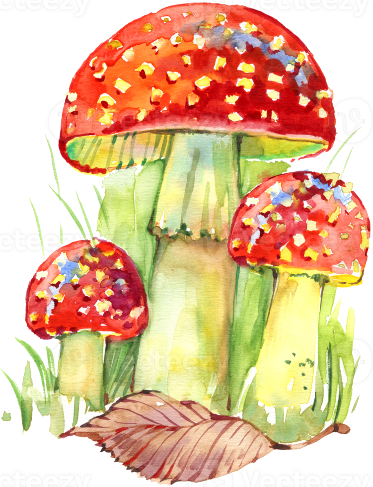 A group of charming fly agaric mushrooms with red caps and white spots, delicately painted in watercolor. png