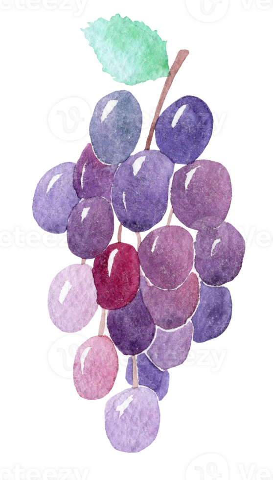 watercolor purple grape isolated png