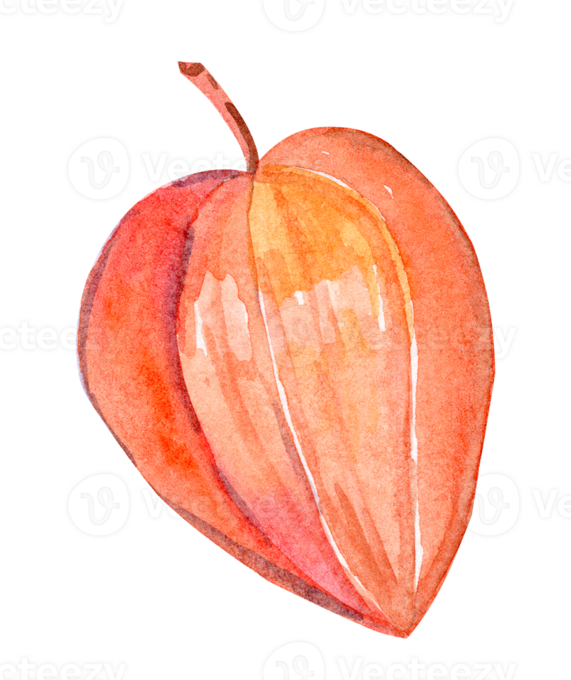 Watercolor physalis illustration isolated png