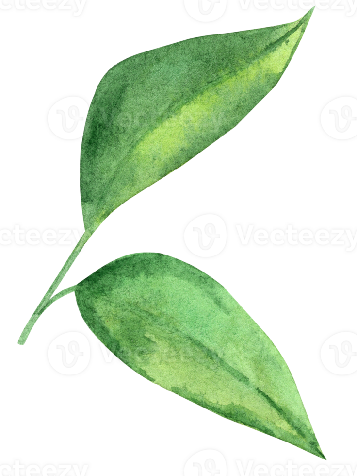 Watercolor lemon green leaves isolated png
