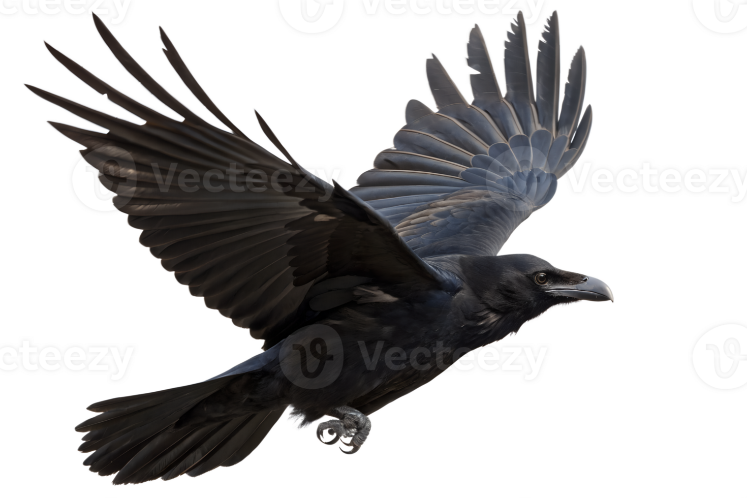Majestic black raven bird with outstretched wings isolated on the transparent background png