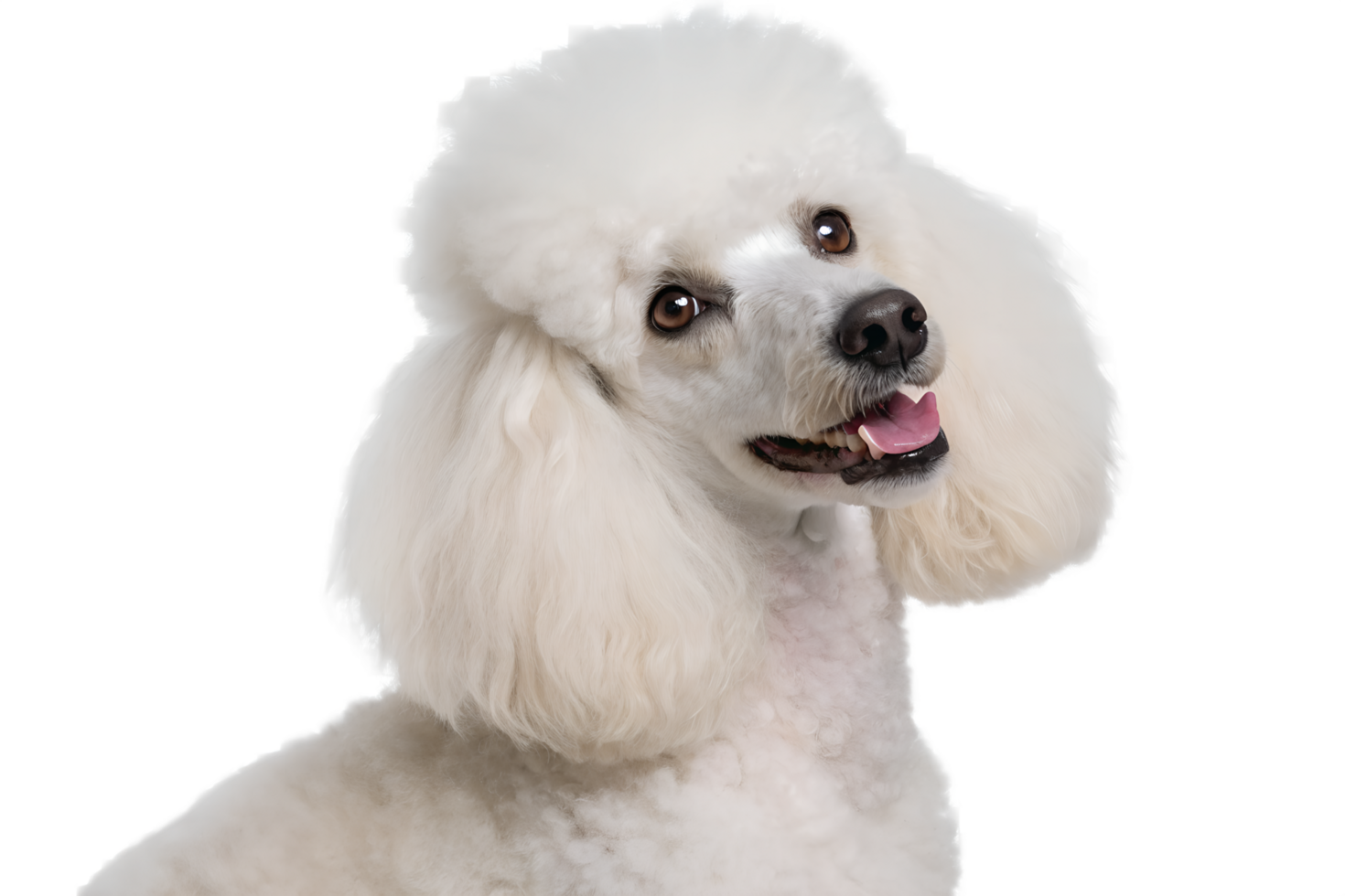 Portrait of adorable white poodle with fluffy curly fur isolated on the transparent background png