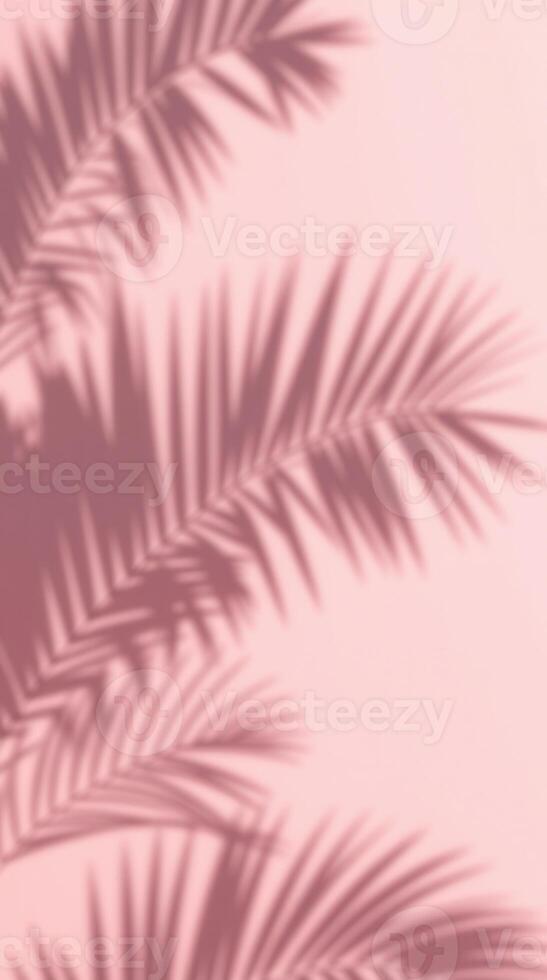Palm leaf shadows on pink background, soft light photo