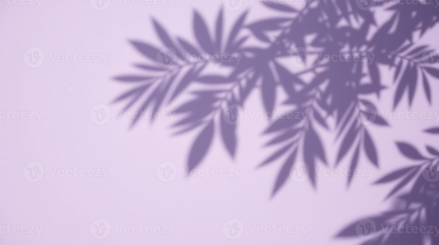 Palm leaf shadows on lavender background, soft light photo