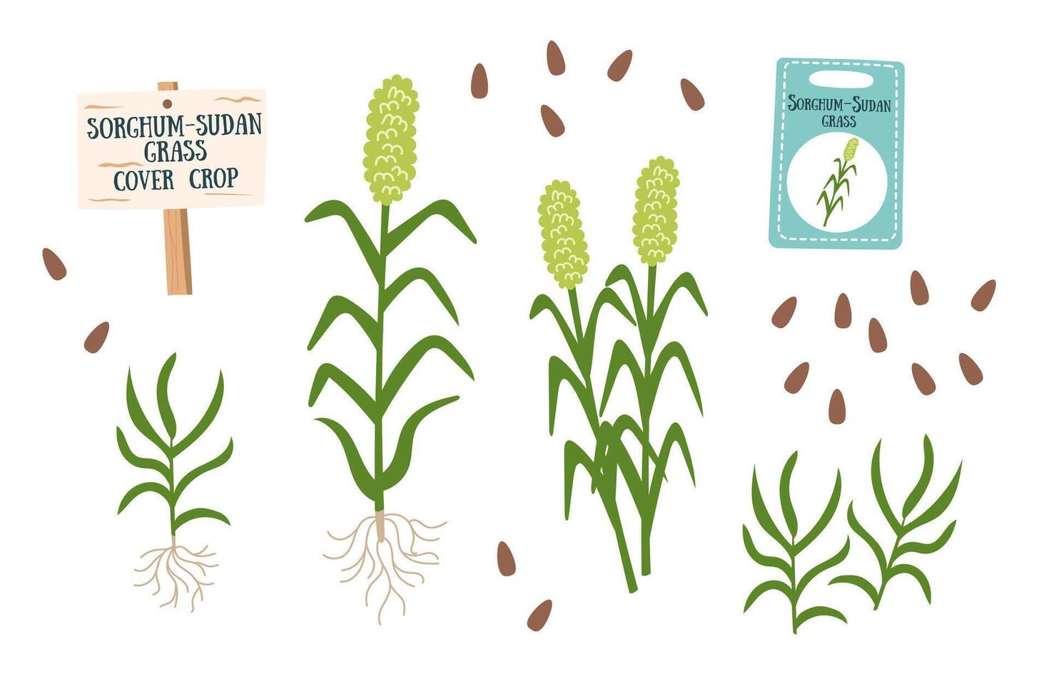 Sudan grass objects set isolated on white background. Gardening and cover crops concept. vector