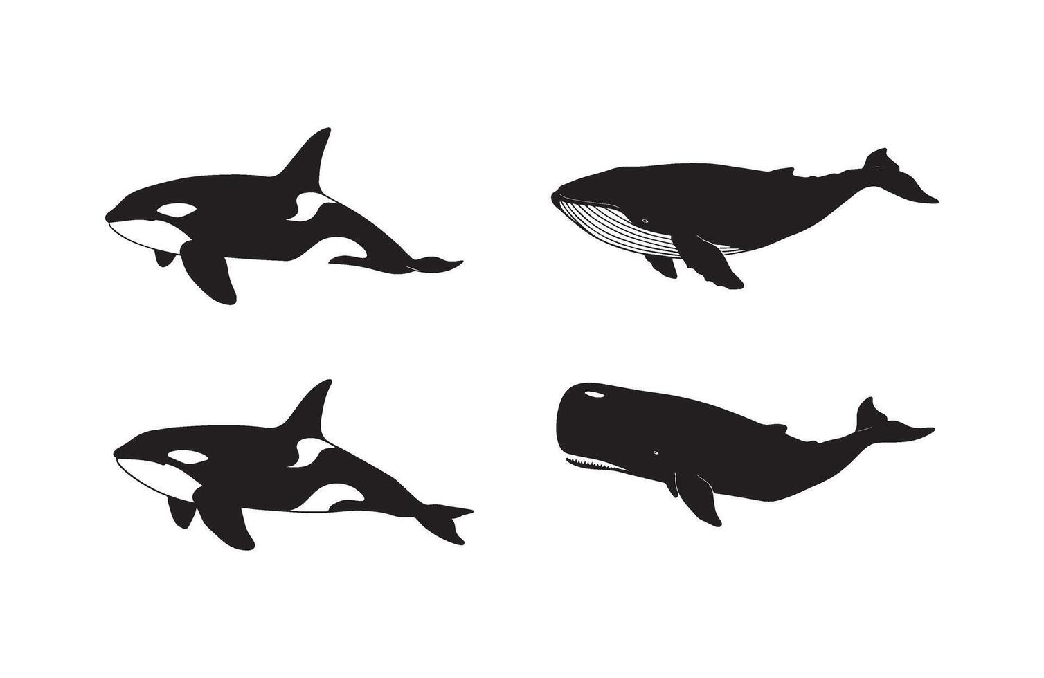Elegant whale species silhouettes set showcasing ocean mammals in black and white design vector