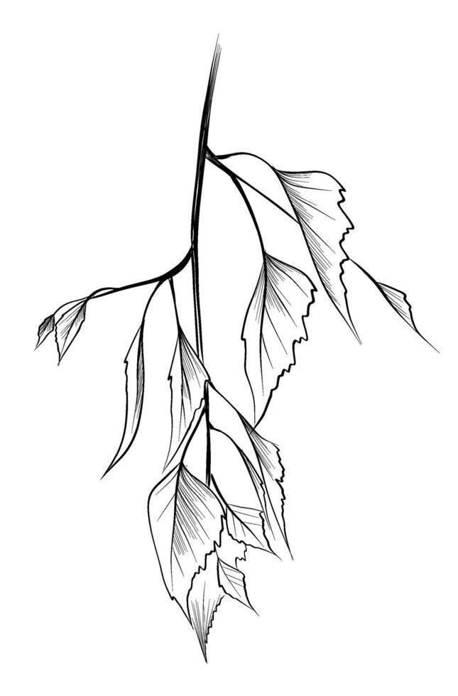 Birch tree branch leaves sketch vector