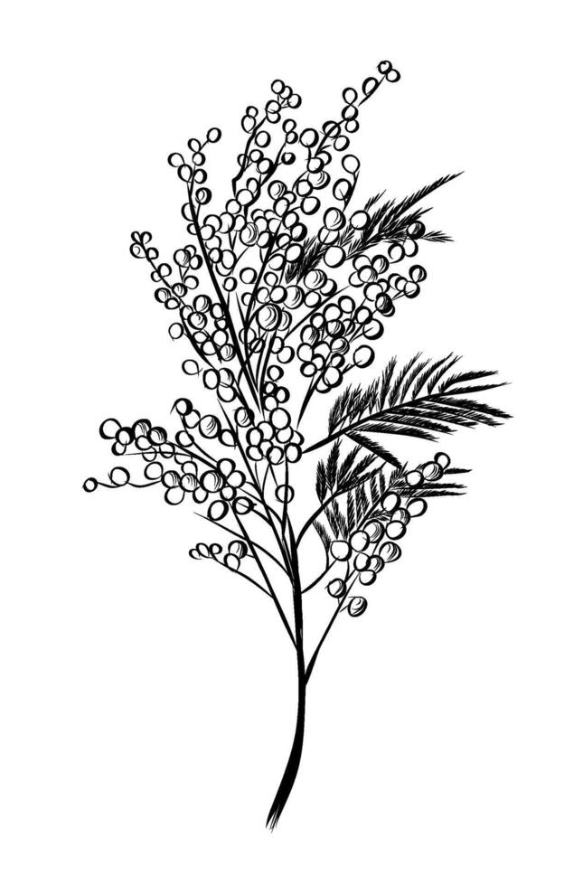 Mimosa floral branch hand-drawn sketch vector