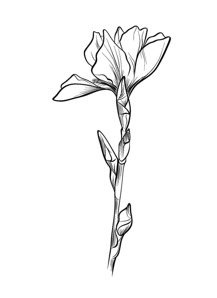 Elegant iris flower botanical sketch vector