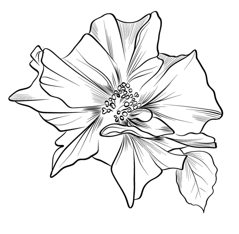 Hibiscus flower tropical botanical sketch vector