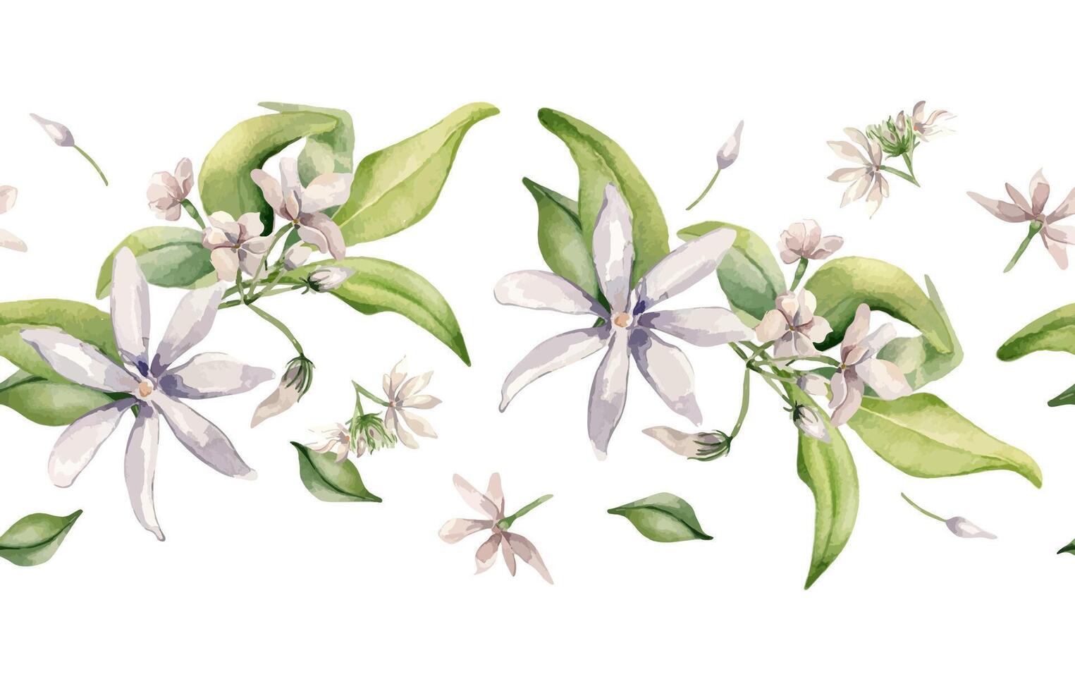 Jasmine flowers watercolor seamless border isolated on white. Floral repeat texture in soft pink tones in botanical style hand drawn. Bloom of jasmine, leaves, buds levitate painted for design. vector