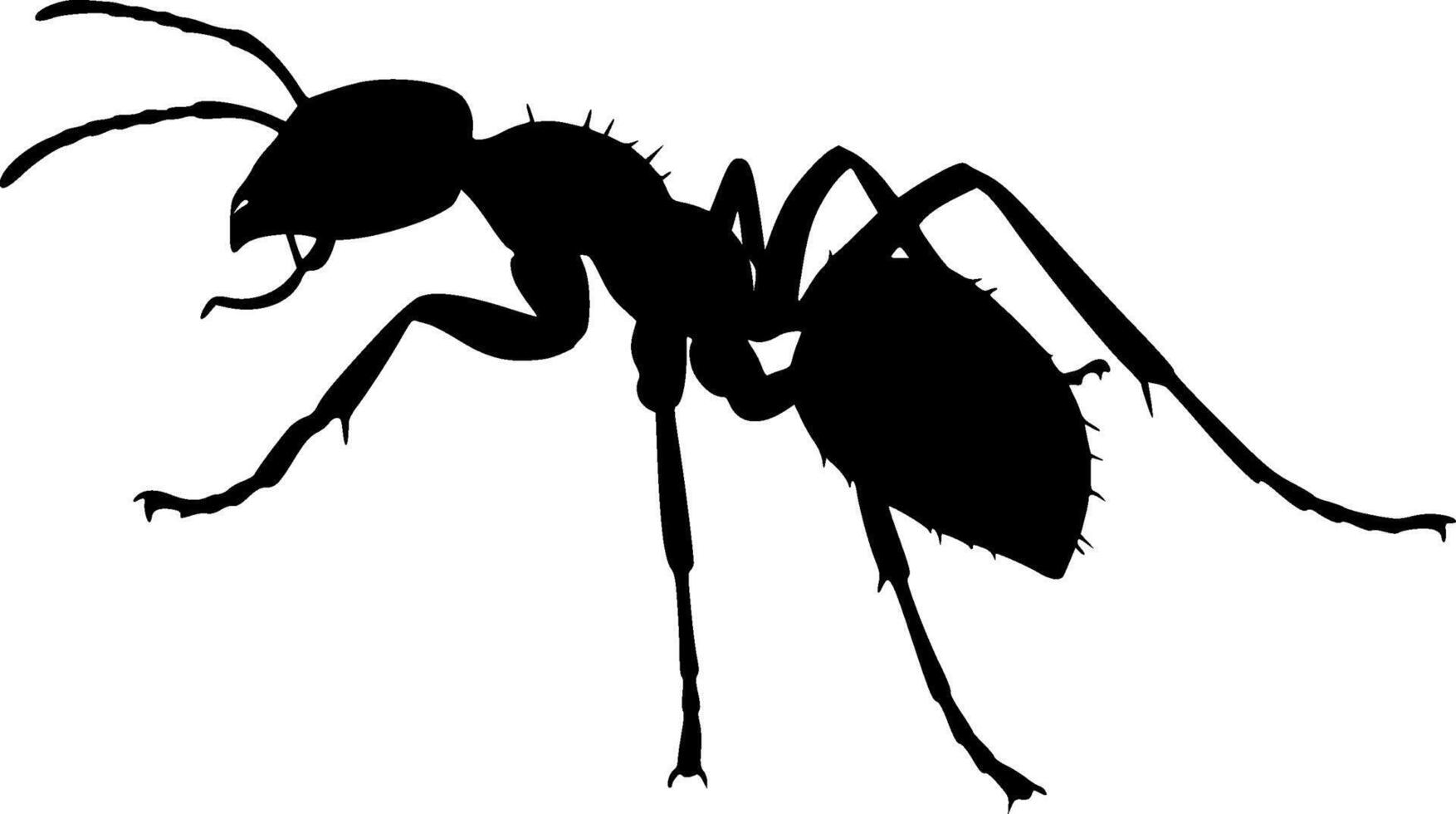 Detailed Ant Silhouette Isolated on White Background vector