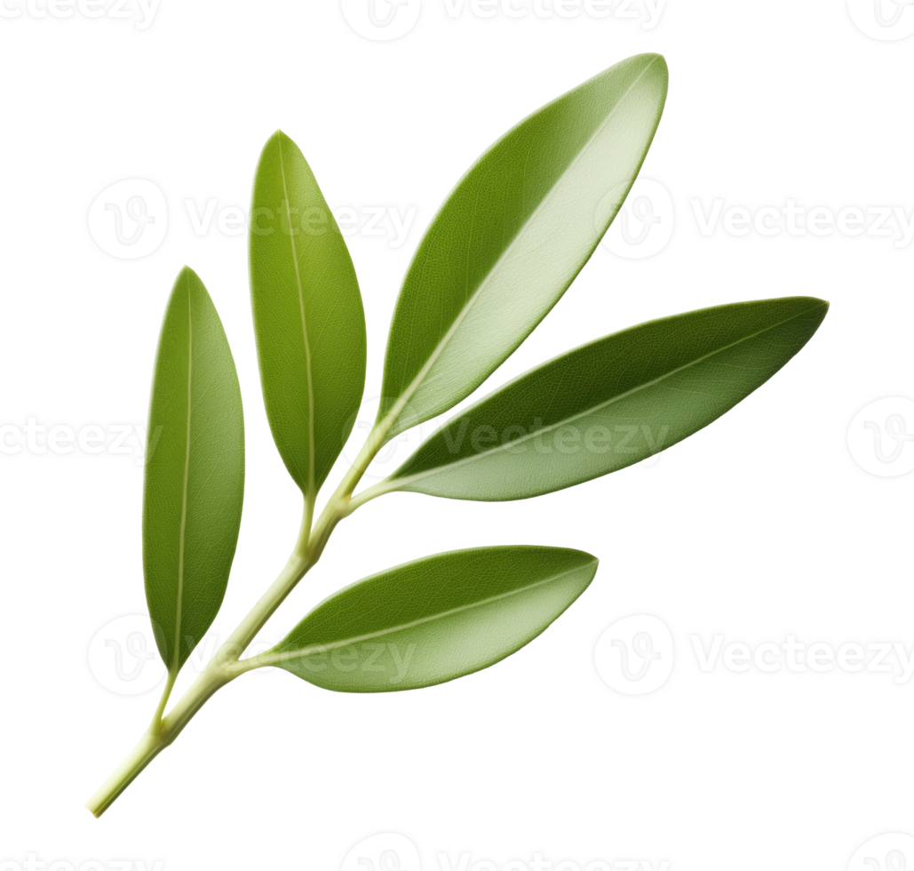 Olive twig with green leaves isolated on transparent background png