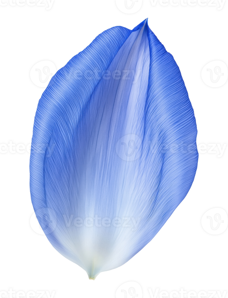 Blue tulip petal isolated on transparent background png