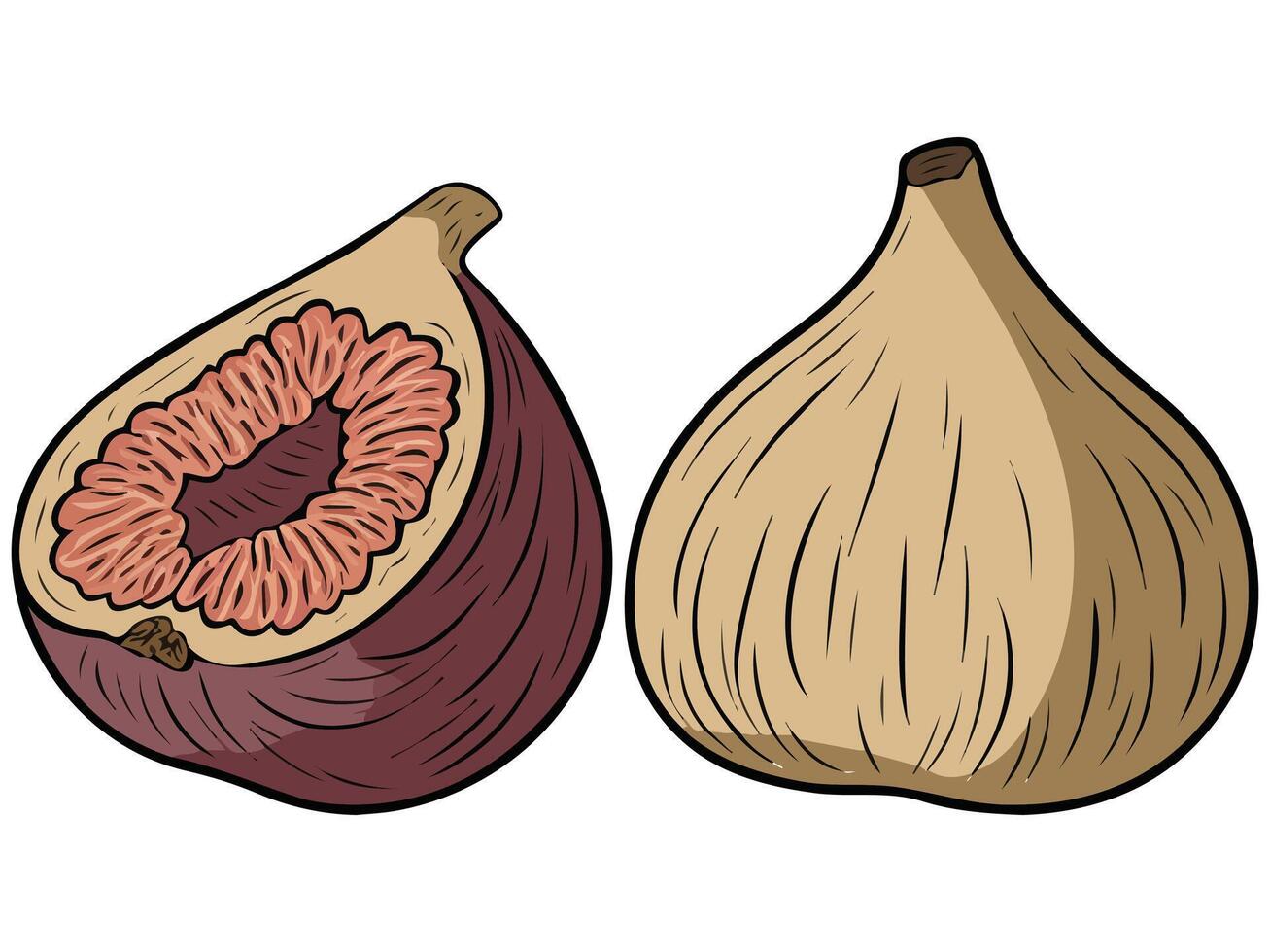 dried figs sweet healthy snack isolated illustration on white background vector