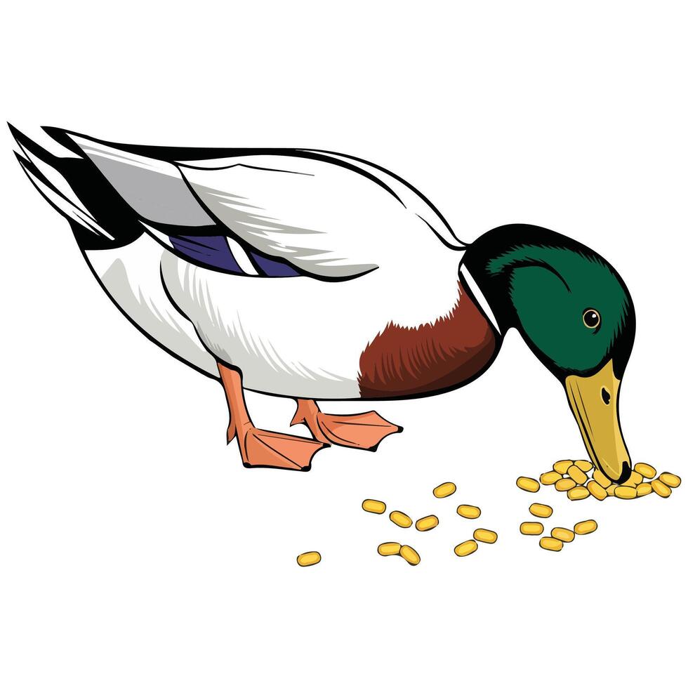cute duck eating white background isolated illustration on white background vector