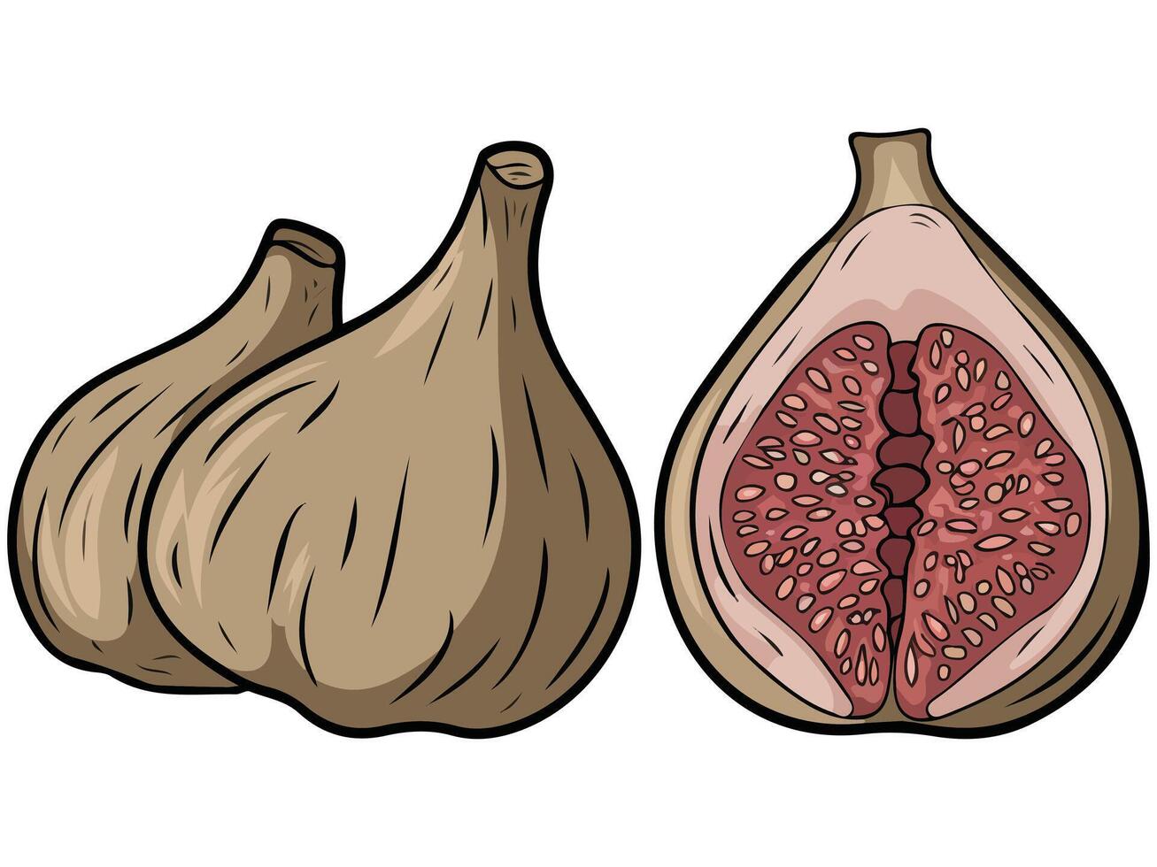 natural dried figs fruit nutrition isolated illustration on white background vector