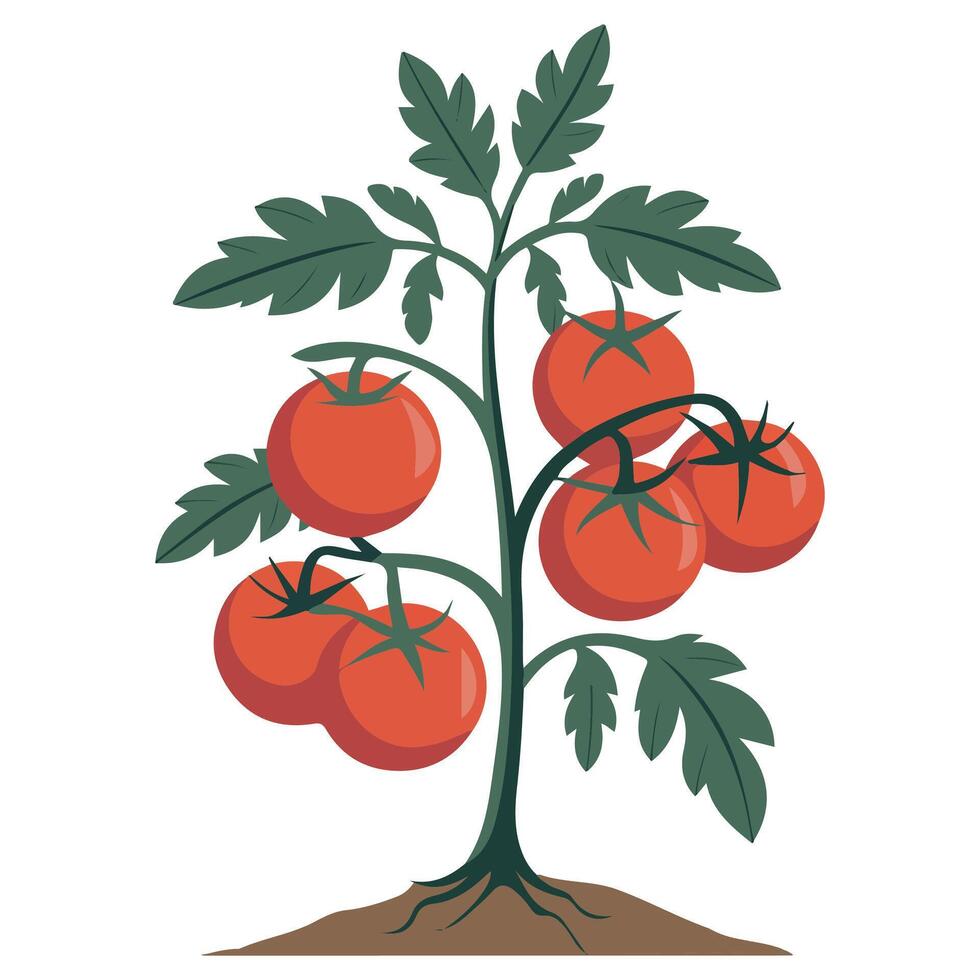 tomato icon fresh red vegetable isolated illustration on white background vector