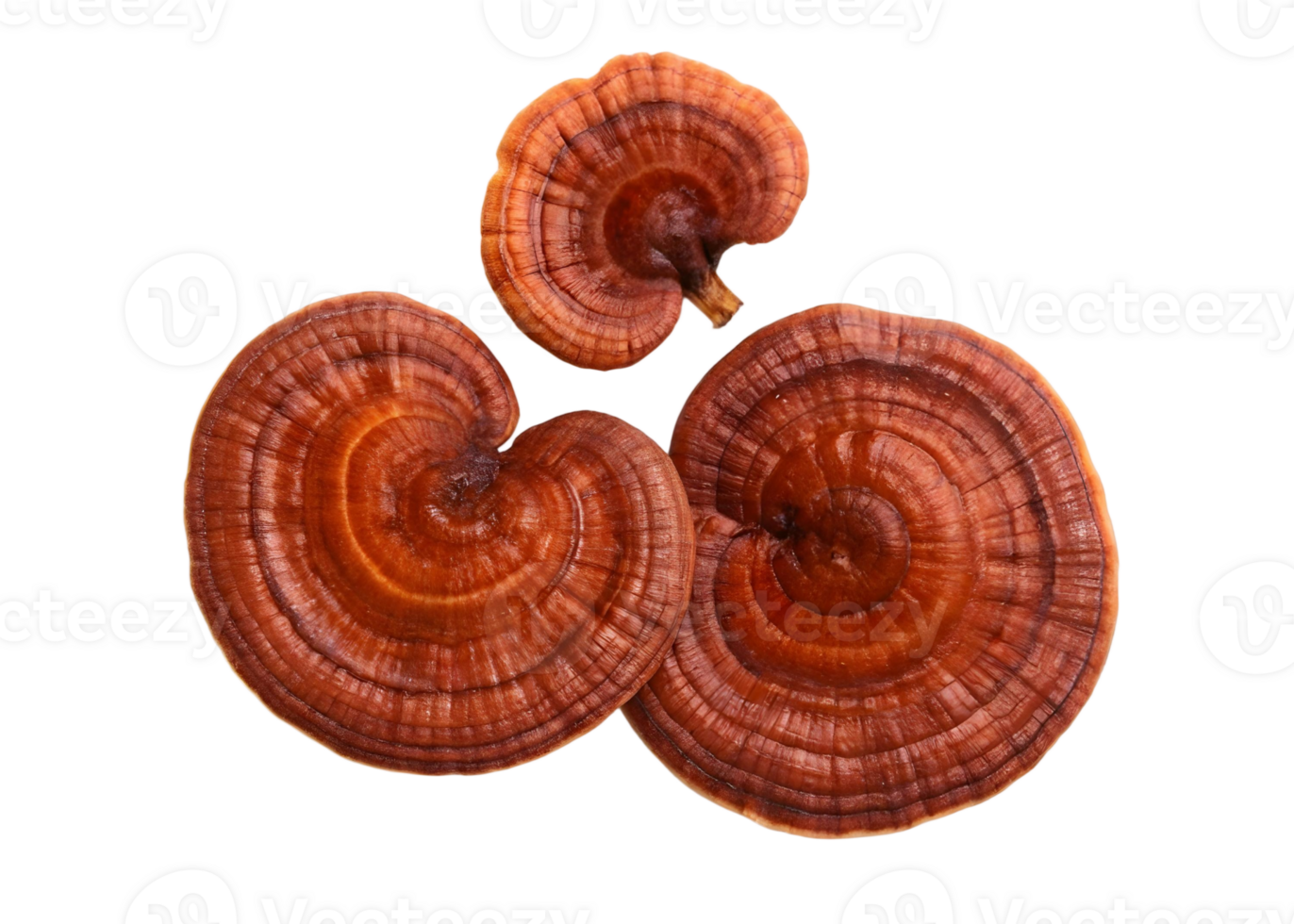 Close up of three reishi mushrooms showing the unique texture and color on a transparent background png