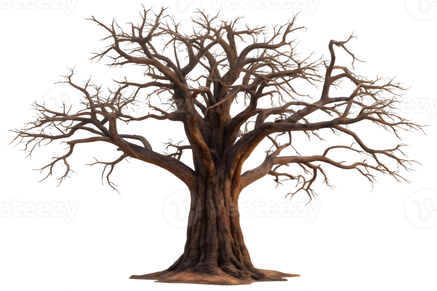 Isolated bare tree with intricate branches against a transparent background in a studio setting png