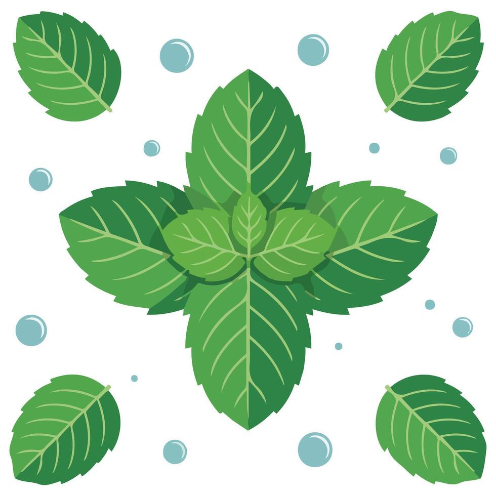 Fresh mint leaves with water isolated illustration on white background vector