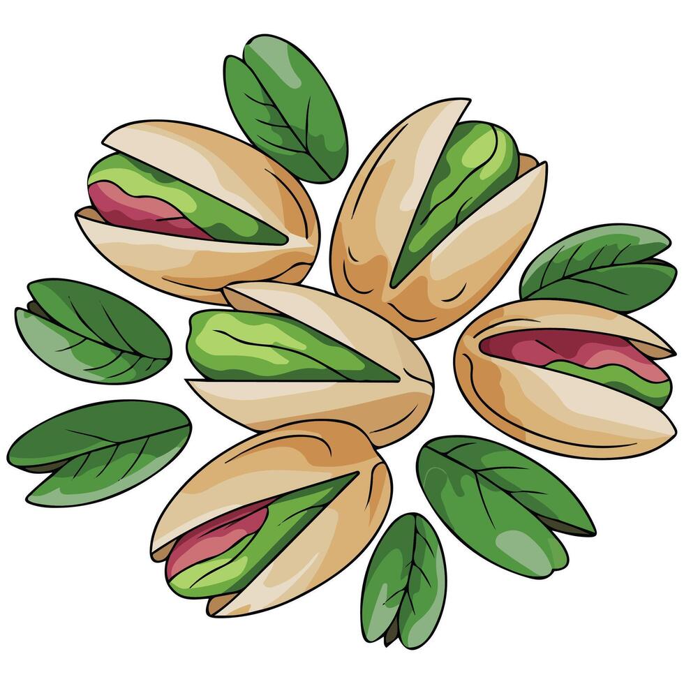 Hand drawn pistachios group isolated illustration on white background vector