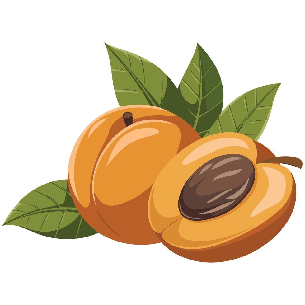 fresh apricots leaves fruit healthy isolated illustration on white background vector