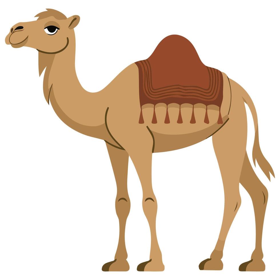 cute dromedary camel white background isolated illustration on white background vector
