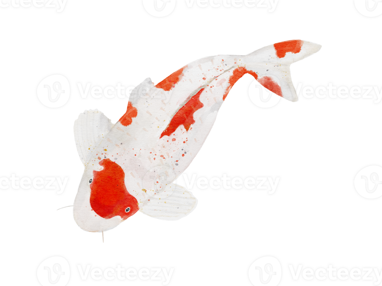 Watercolor drawing of KOI fish isolated on background png