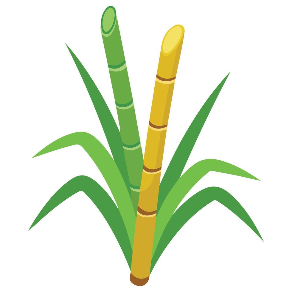 Sugarcane plant with leaves isolated illustration on white background vector