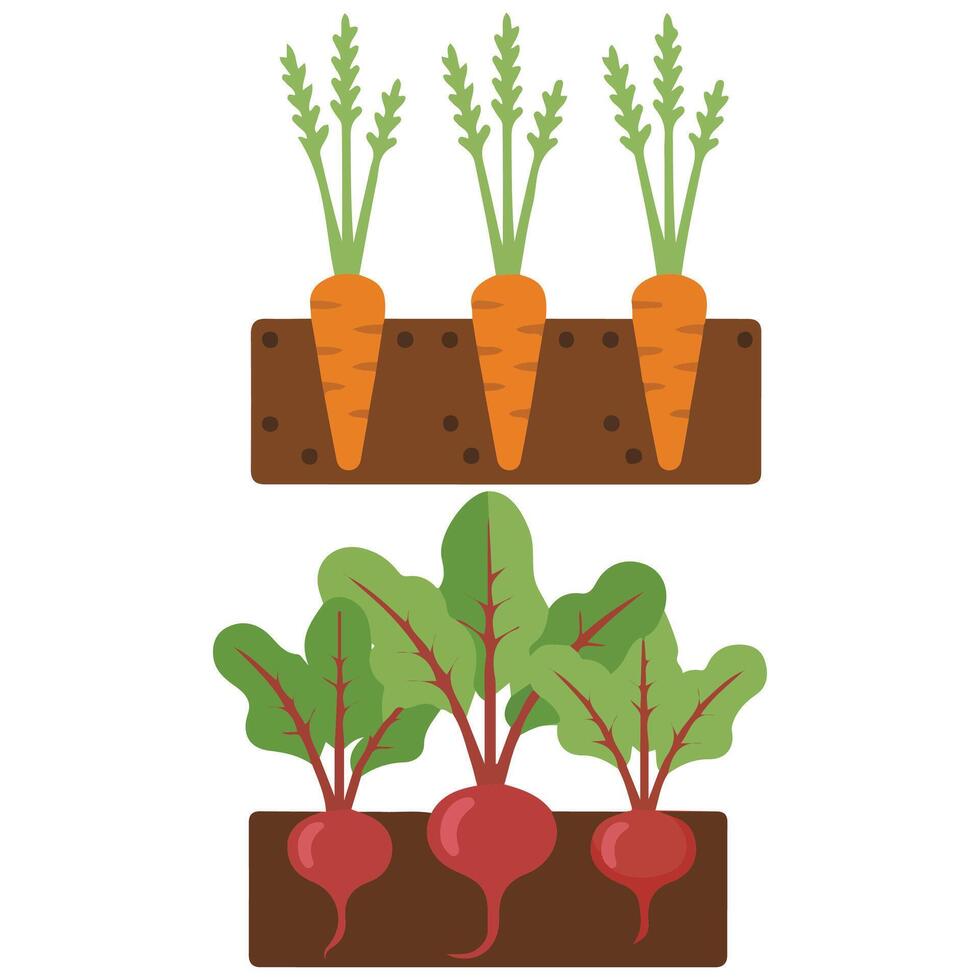 Growing vegetables garden isolated illustration on white background vector
