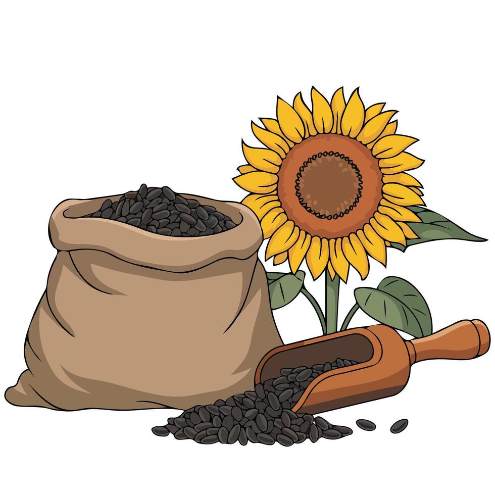 sunflower plant seeds oil agriculture isolated illustration on white background vector