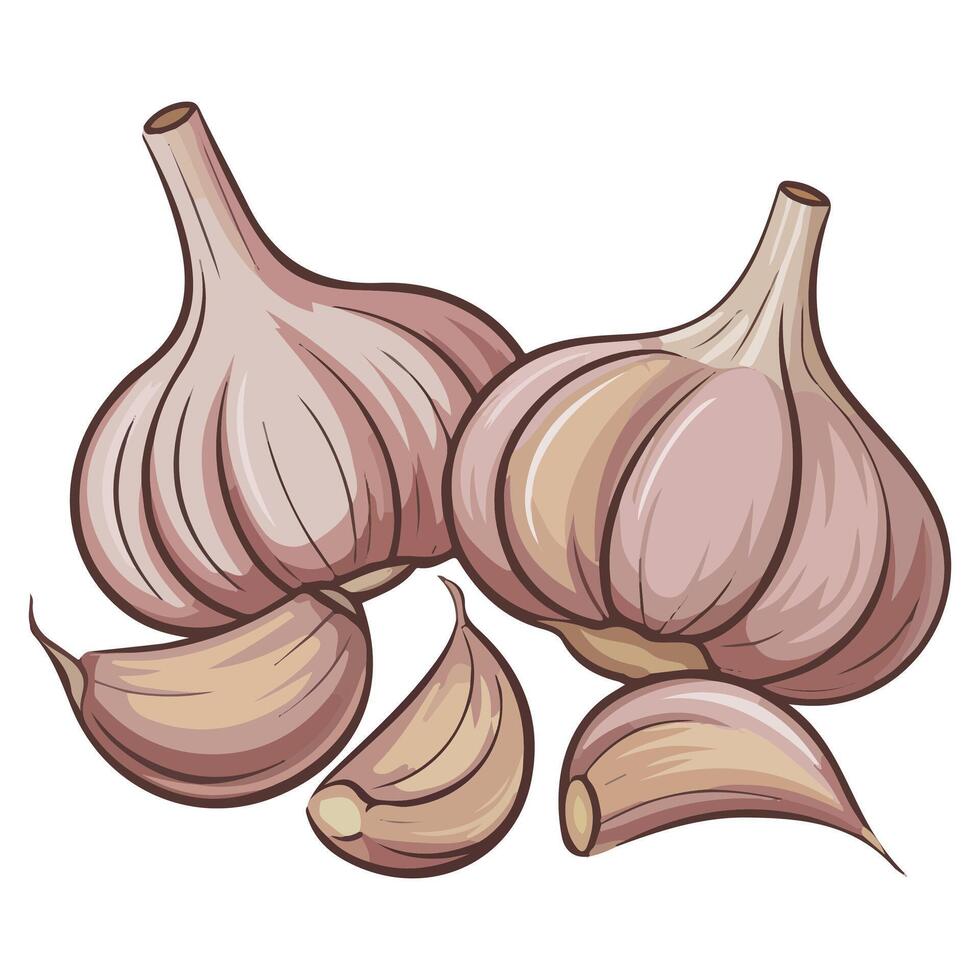 Garlic bulbs and cloves cooking isolated illustration on white background vector