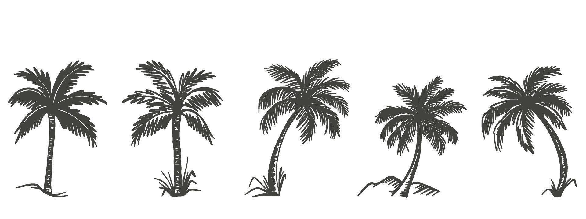 Palm trees hand drawn set vector