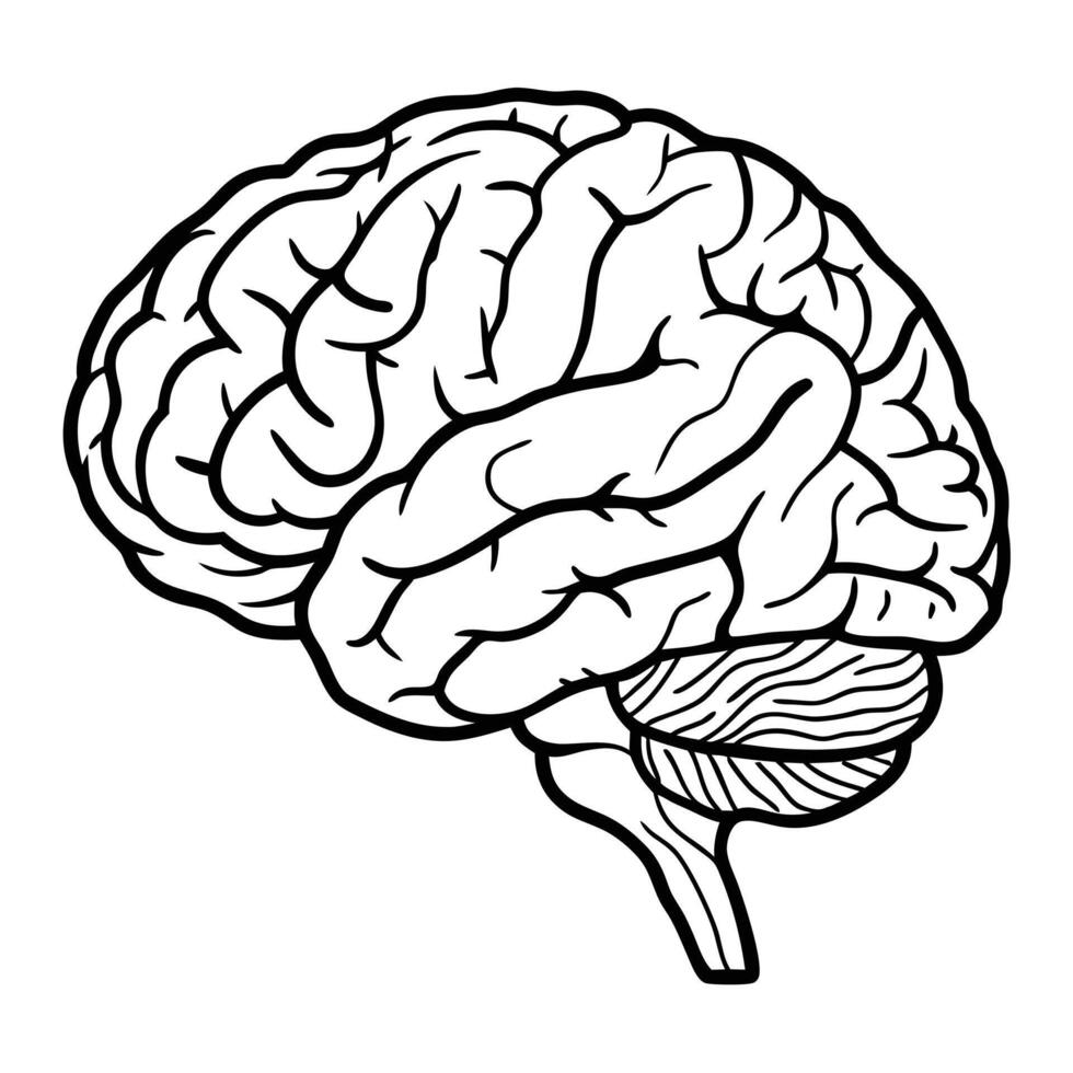 Human Brain Anatomy Illustration Medical Drawing Artwork Isolated Design vector