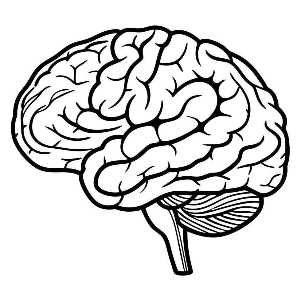 Human Brain Anatomical Illustration In Black And White Medical And Science Concept vector
