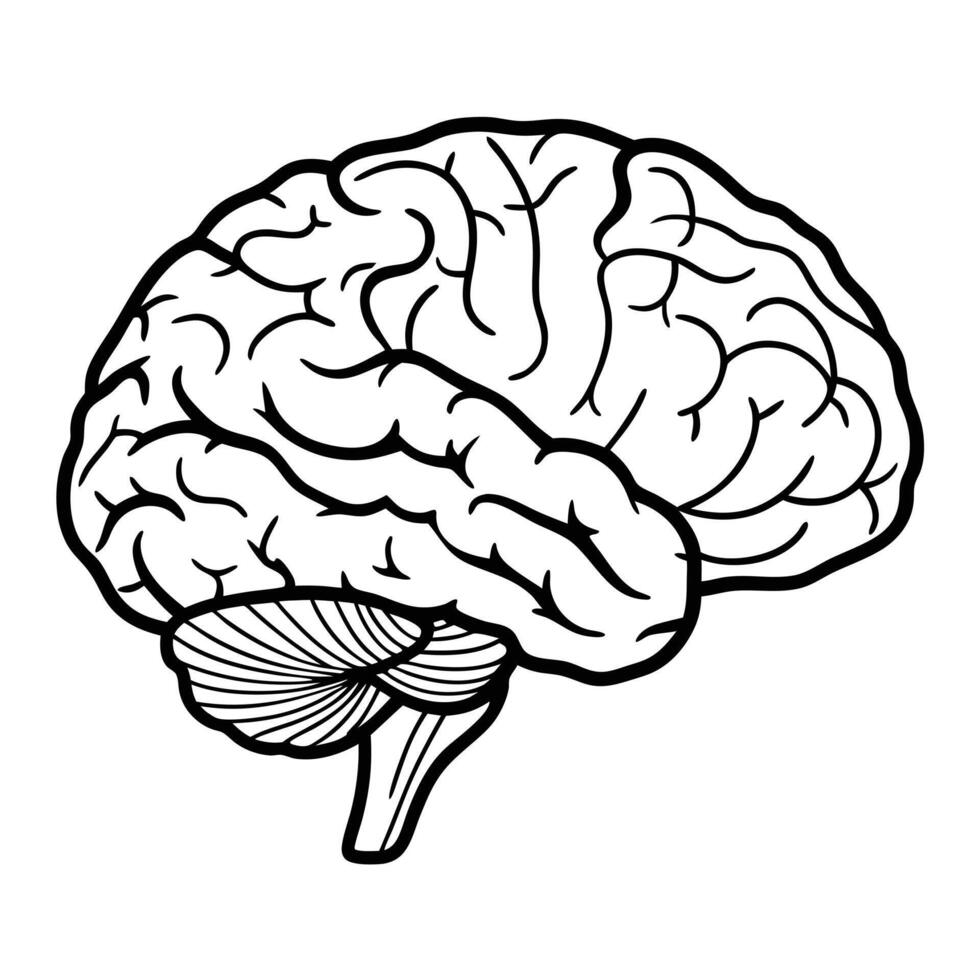 Anatomical Brain Outline Drawing Of Human Brain Side View In Black And White vector