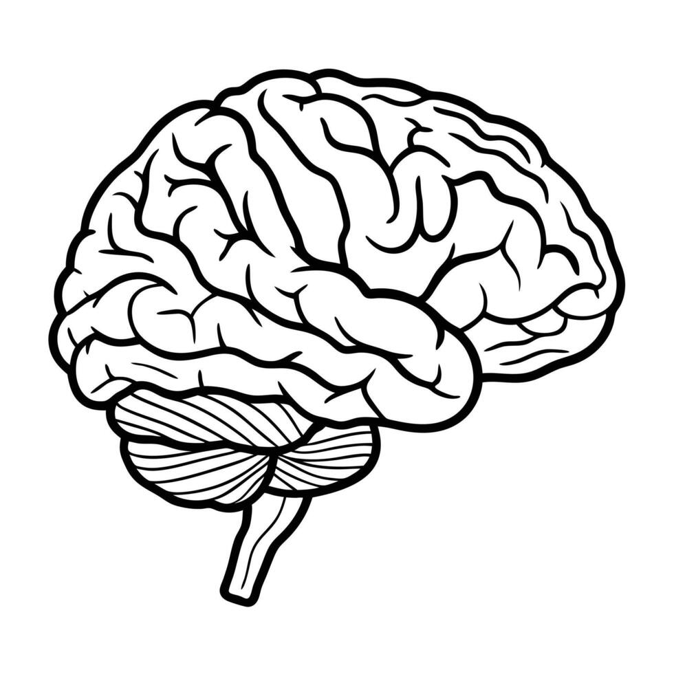 Anatomical Brain Drawing Cerebral Illustration Human Intelligence Neurology Healthcare Line Art vector